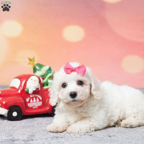 Faith, Bichon Frise Puppy